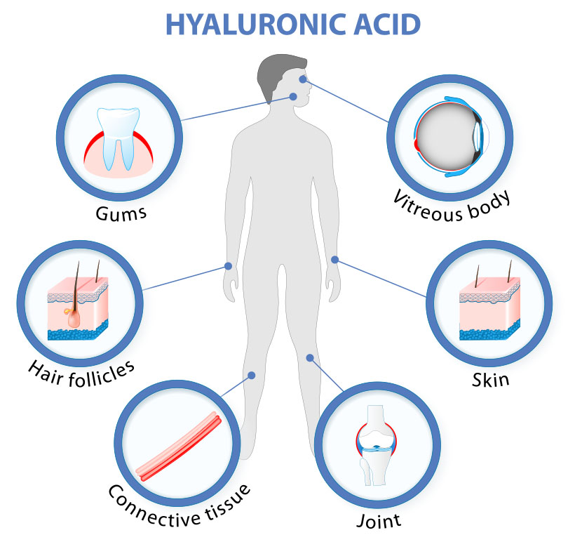 Hyaluronic Acid - Everywhere in your body, ”Hyaluronic Acid” Expedition, What is Glycoscience